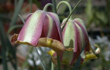 Fritillaria | North American Rock Garden Society